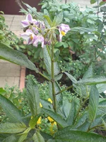 DSC00125.webp