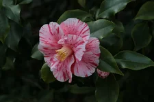 IMG_6265_2.webp