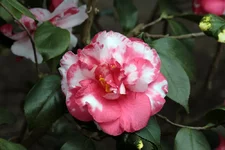 IMG_6369_2.webp