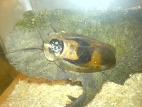 DSC00032(1).webp