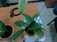 IMG_20160204_135453.webp