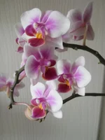 DSCN4506.jpg