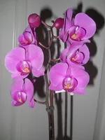 DSCN4508.webp