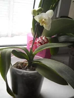 DSCN4511.webp