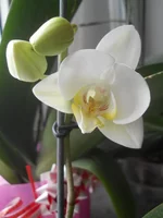 DSCN4512.webp