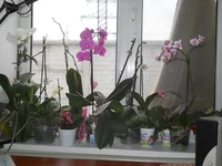 DSCN4514.jpg