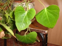 DSC09283.webp