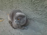 .webp