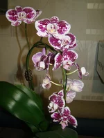 DSC09573.webp