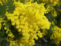 mimosa_AG.webp