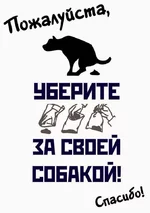  за собакой.webp