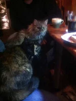 image.webp