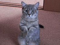 gifs_08 (2).gif
