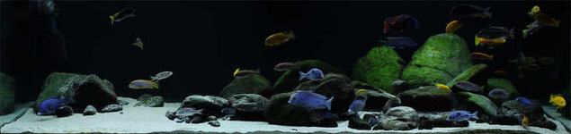 biotope-aquarium-c2013_46-1.jpg
