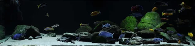 biotope-aquarium-c2013_46-1.webp