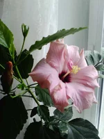 IMG_20160223_103727.webp