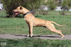 244393438_4_644x461_apbt-pitbulterer-pitbul-dlya-vyazki-zhivotnye.webp