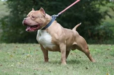 pitbull1.webp