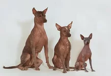  3 размера.webp