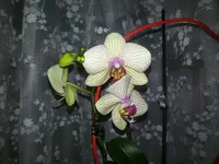 20160224_081545.webp