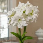 amaryllis-arctic-nymph-1.webp