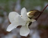 IMG_3434_White-Magnolia-2.webp