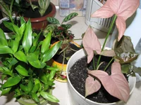 IMG_4107_изменить размер.webp