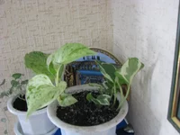 IMG_4108_изменить размер.webp