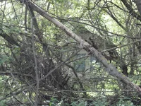 39.webp
