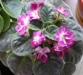 Ness Puppy Magic.webp