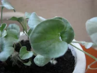 IMG_4119_изменить размер.webp