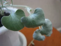 IMG_4121_изменить размер.webp