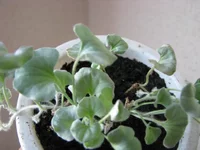 IMG_4122_изменить размер.webp