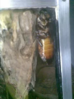 003.webp