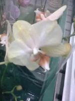 0025.webp