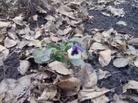 02_02_16 виола.webp