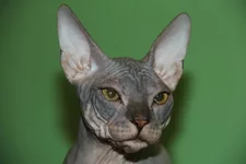 x_161fb5e2.webp x_161fb5e2.webp