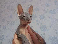 x_2300d78c.webp x_2300d78c.webp