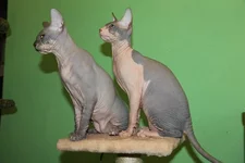 x_408883f7.webp x_408883f7.webp