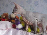 x_ebd09ed4.webp x_ebd09ed4.webp