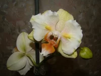 DSC09752.webp