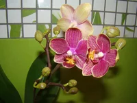 DSC09771.webp