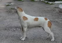 images.webp