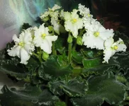 .webp