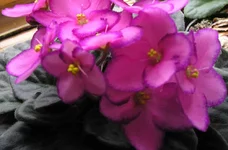 .webp