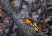 DSCF0339.webp