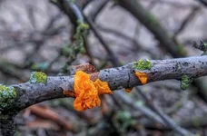 DSCF0348.webp