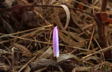 DSCF0449.webp