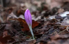 DSCF0455.webp