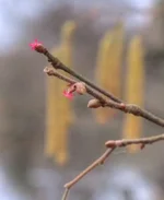 DSCF0589.webp